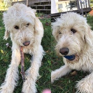 Meet your Posher, Lacey